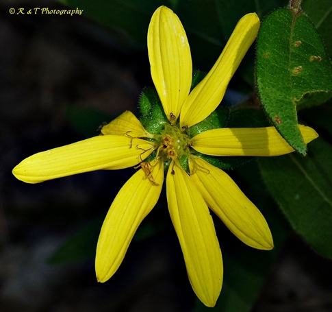 {Silphium asteriscus}